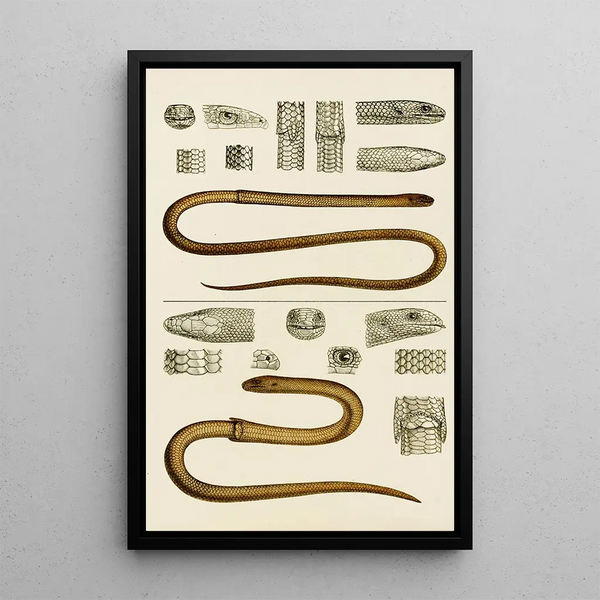 Reptiles III - Frederick McCoy — framed artwork on a wall