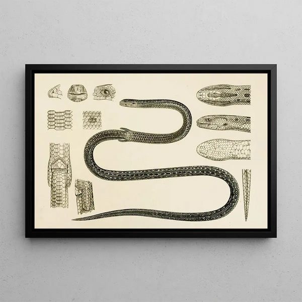 Reptiles II - Frederick McCoy — framed artwork on a wall