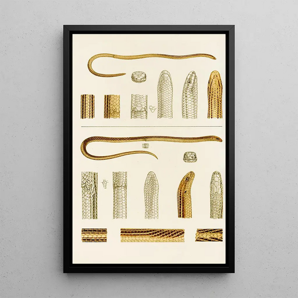 Reptiles IV - Frederick McCoy — framed artwork on a wall