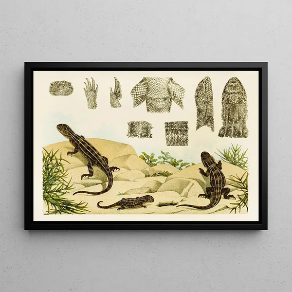 Reptiles VII - Frederick McCoy — framed artwork on a wall