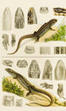Reptiles VIII - Frederick McCoy — artwork view