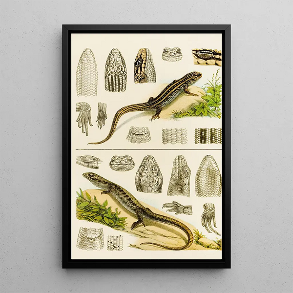 Reptiles VIII - Frederick McCoy — framed artwork on a wall