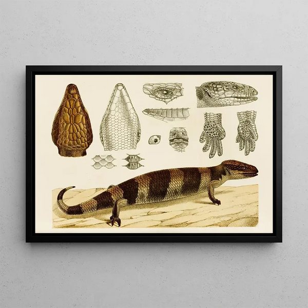 Reptiles VI - Frederick McCoy — framed artwork on a wall