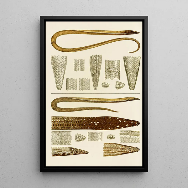 Reptiles V - Frederick McCoy — framed artwork on a wall