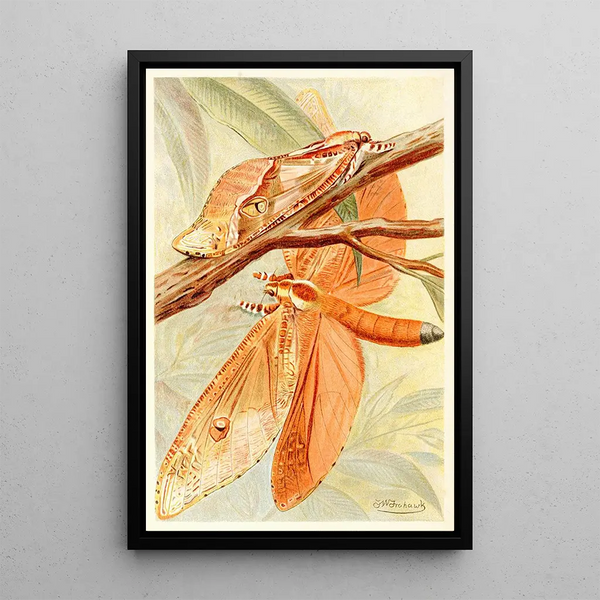 Grand Sphinx Mite - Frederick William Frohawk — framed artwork on a wall