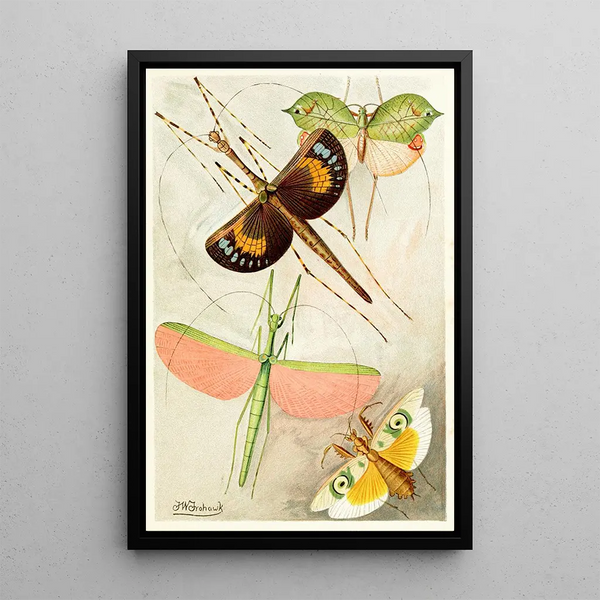 Orthopteran Painting - Frederick William Frohawk — framed artwork on a wall