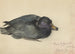 Macreuse noire - Frederika Henriette Broeksmit — artwork view