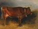 a prize-winning cow - Friedrich August Matthias Gauermann — artwork view
