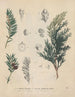 Book on Toxic Plants Pl02 - Friedrich Berge — artwork view