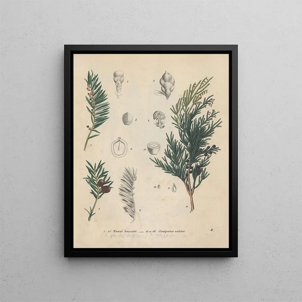 Book on Toxic Plants Pl02 - Friedrich Berge — framed artwork on a wall