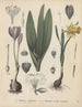 Livre sur les plantes toxiques Pl03 - Friedrich Berge — artwork view