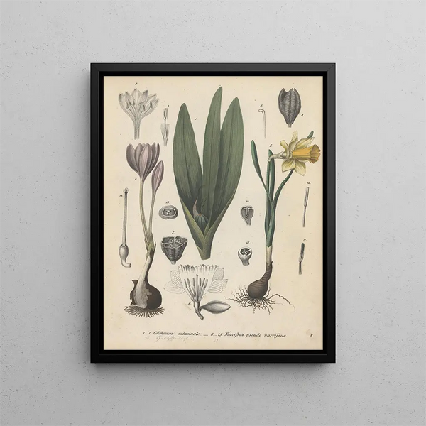 Livre sur les plantes toxiques Pl03 - Friedrich Berge — framed artwork on a wall