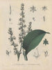 Livre sur les plantes toxiques Pl04 - Friedrich Berge — artwork view