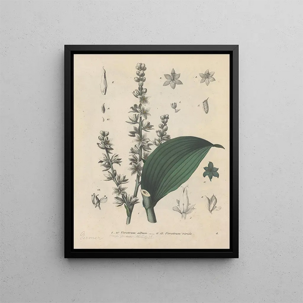 Livre sur les plantes toxiques Pl04 - Friedrich Berge — framed artwork on a wall