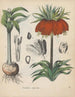 Book on Toxic Plants Pl05 - Friedrich Berge — artwork view