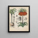 Book on Toxic Plants Pl05 - Friedrich Berge — framed artwork on a wall