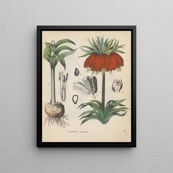 Book on Toxic Plants Pl05 - Friedrich Berge — framed artwork on a wall