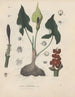 Livre sur les plantes toxiques Pl06 - Friedrich Berge — artwork view