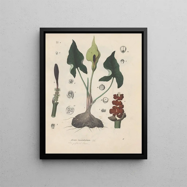 Livre sur les plantes toxiques Pl06 - Friedrich Berge — framed artwork on a wall