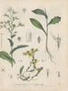 Book on Toxic Plants Pl07 - Friedrich Berge — artwork view
