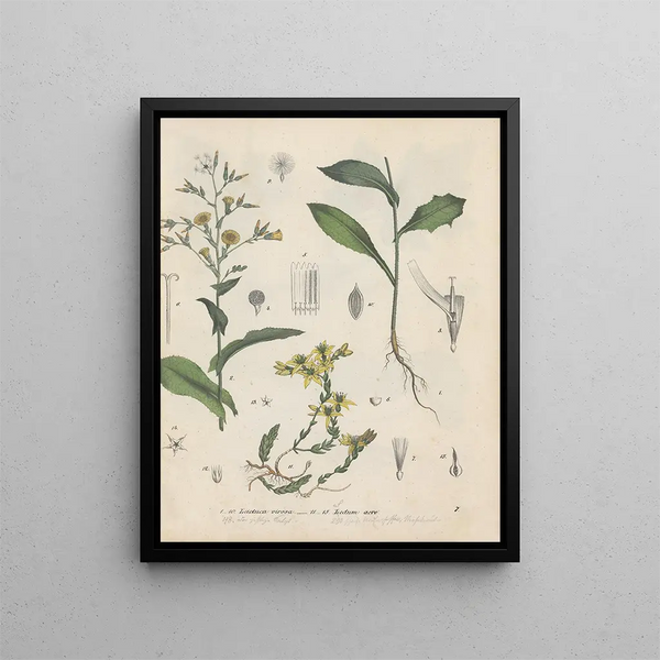 Book on Toxic Plants Pl07 - Friedrich Berge — framed artwork on a wall