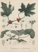 Book on Toxic Plants Pl08 - Friedrich Berge — artwork view