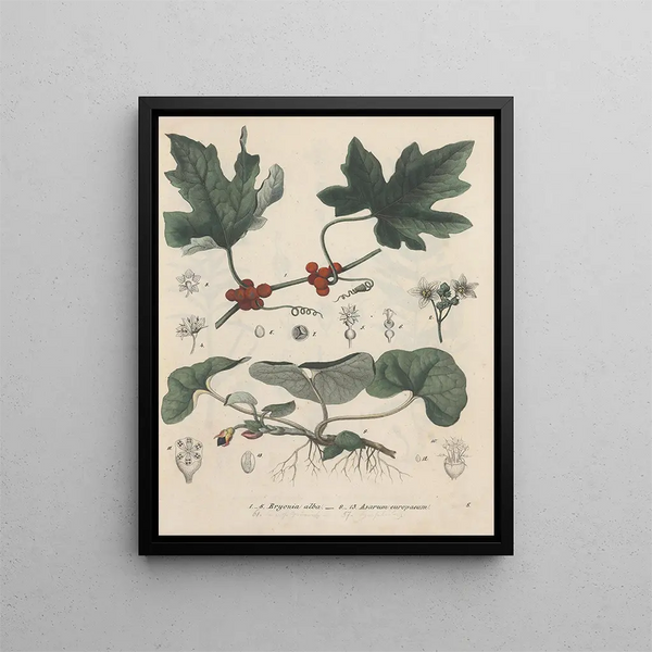 Book on Toxic Plants Pl08 - Friedrich Berge — framed artwork on a wall