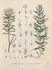 Book on Toxic Plants Pl09 - Friedrich Berge — artwork view