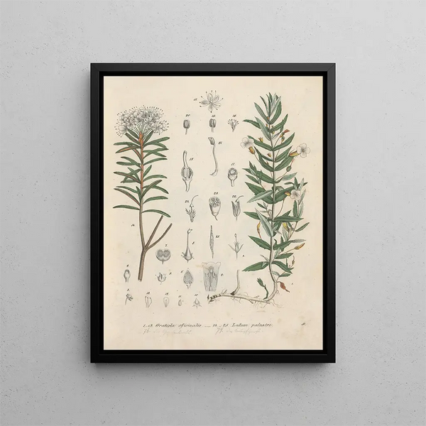 Book on Toxic Plants Pl09 - Friedrich Berge — framed artwork on a wall
