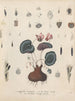 Book on Toxic Plants Pl10 - Friedrich Berge — artwork view