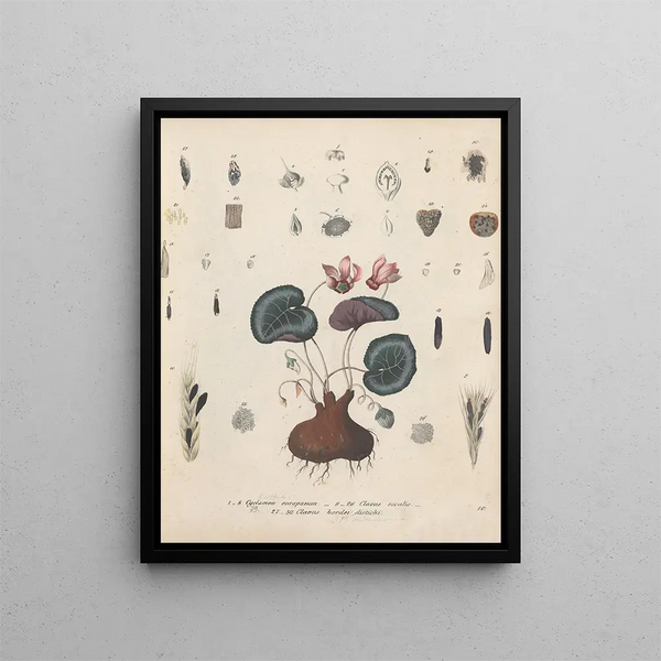 Book on Toxic Plants Pl10 - Friedrich Berge — framed artwork on a wall