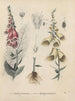 Book on Toxic Plants Pl11 - Friedrich Berge — artwork view