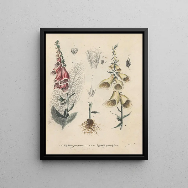 Book on Toxic Plants Pl11 - Friedrich Berge — framed artwork on a wall