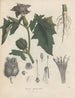 Livre sur les plantes toxiques Pl12 - Friedrich Berge — artwork view