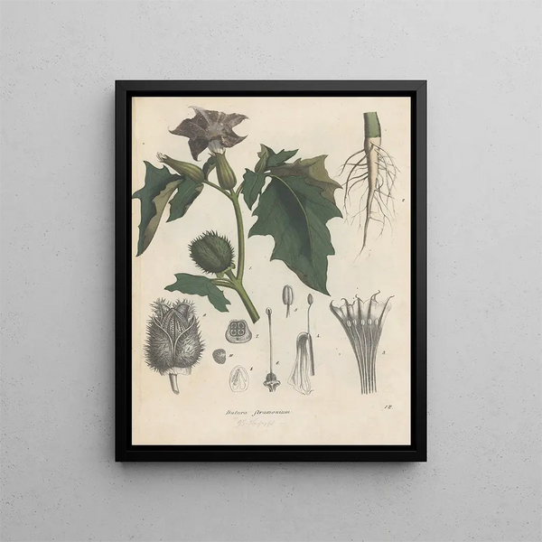 Livre sur les plantes toxiques Pl12 - Friedrich Berge — framed artwork on a wall