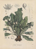 Livre sur les plantes toxiques Pl13 - Friedrich Berge — artwork view