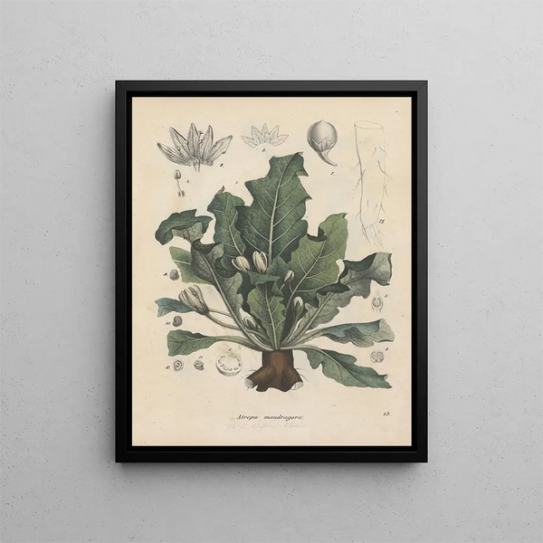 Livre sur les plantes toxiques Pl13 - Friedrich Berge — framed artwork on a wall