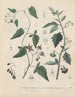 Livre sur les plantes toxiques Pl14 - Friedrich Berge — artwork view