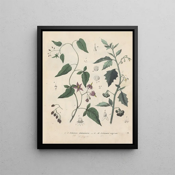Livre sur les plantes toxiques Pl14 - Friedrich Berge — framed artwork on a wall