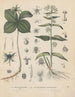 Book on Toxic Plants Pl15 - Friedrich Berge — artwork view