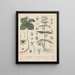 Book on Toxic Plants Pl15 - Friedrich Berge — framed artwork on a wall