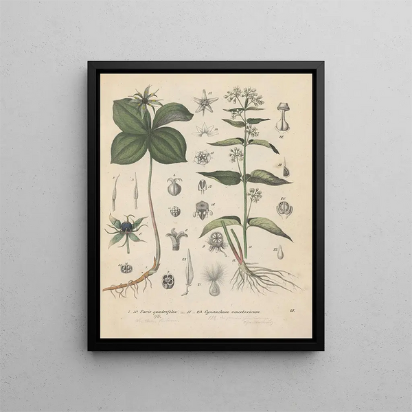 Book on Toxic Plants Pl15 - Friedrich Berge — framed artwork on a wall