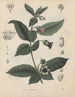 Book on Toxic Plants Pl16 - Friedrich Berge — artwork view