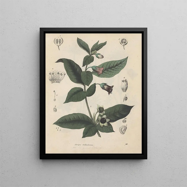 Book on Toxic Plants Pl16 - Friedrich Berge — framed artwork on a wall