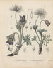 Livre sur les plantes toxiques Pl17 - Friedrich Berge — artwork view