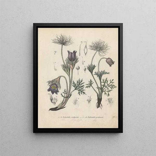 Livre sur les plantes toxiques Pl17 - Friedrich Berge — framed artwork on a wall