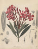 Livre sur les plantes toxiques Pl18 - Friedrich Berge — artwork view