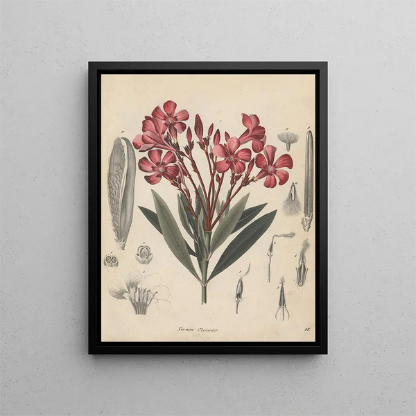 Livre sur les plantes toxiques Pl18 - Friedrich Berge — framed artwork on a wall
