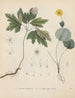 Livre sur les plantes toxiques Pl19 - Friedrich Berge — artwork view