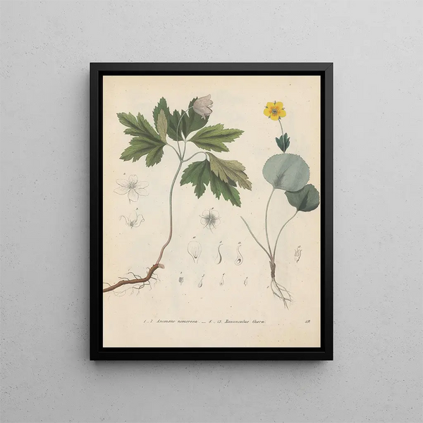 Livre sur les plantes toxiques Pl19 - Friedrich Berge — framed artwork on a wall